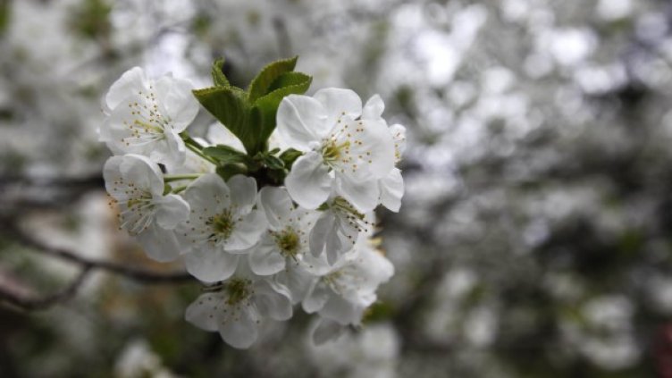 Снимка: Олег Попов, Dnes.bg