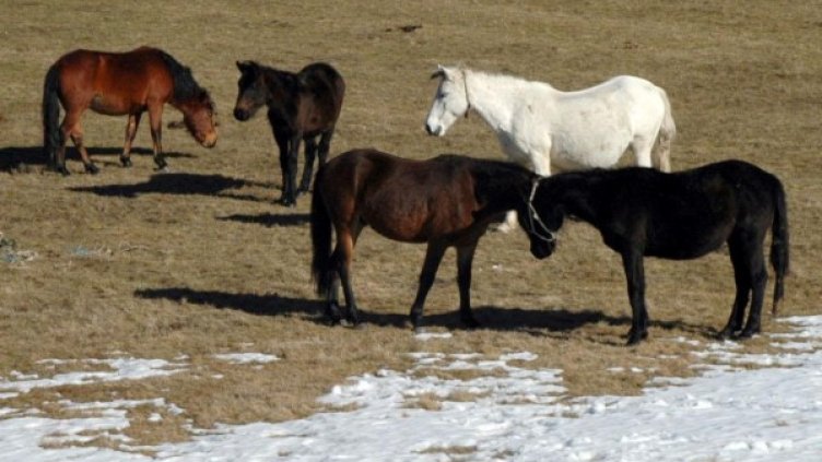 Архив: Булфото