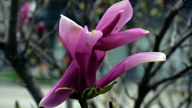 Снимка: архив, БТА