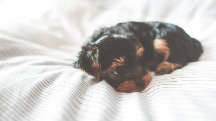 снимка: picjumbo.com