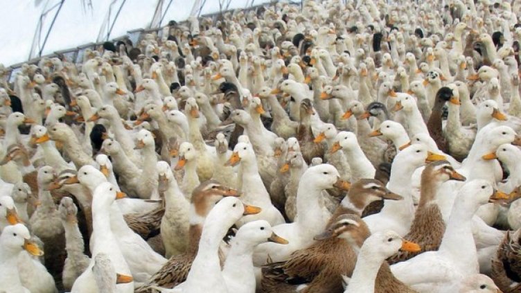 Снимка: архив, Булфото