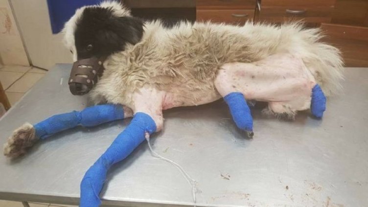 Снимка: Дарик