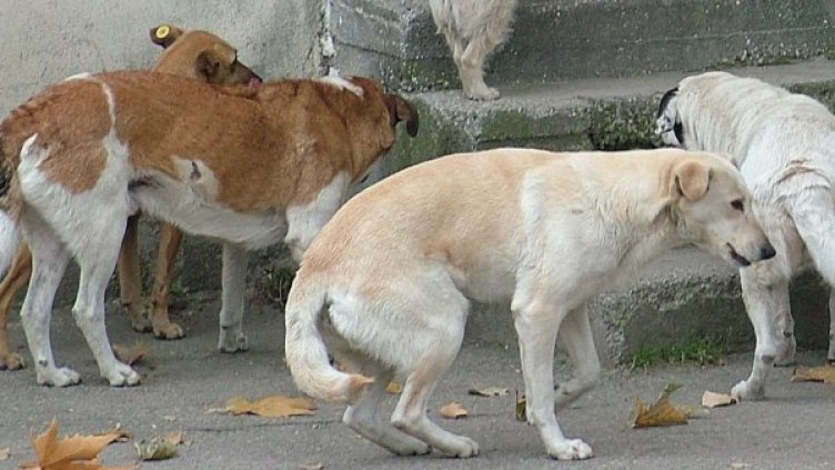 Архив: Булфото