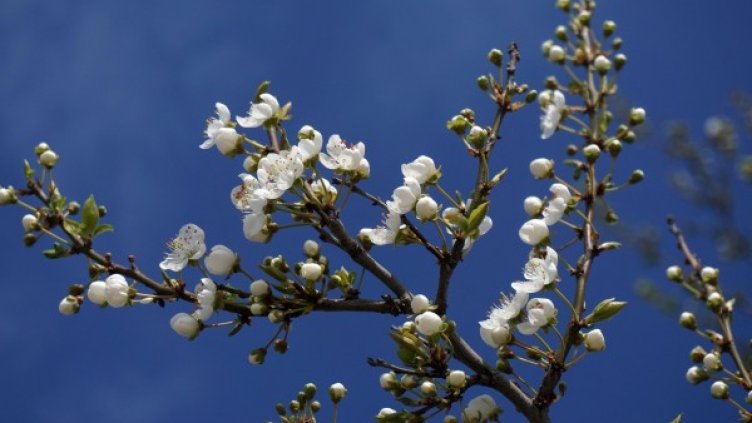 Архив: Булфото