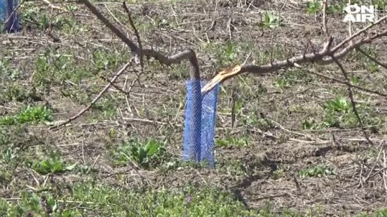 Вандалски набези в Силистренско... срещу кайсиеви фиданки