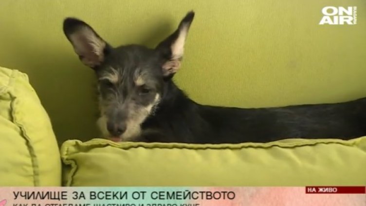 Снимка: Bulgaria ON AIR