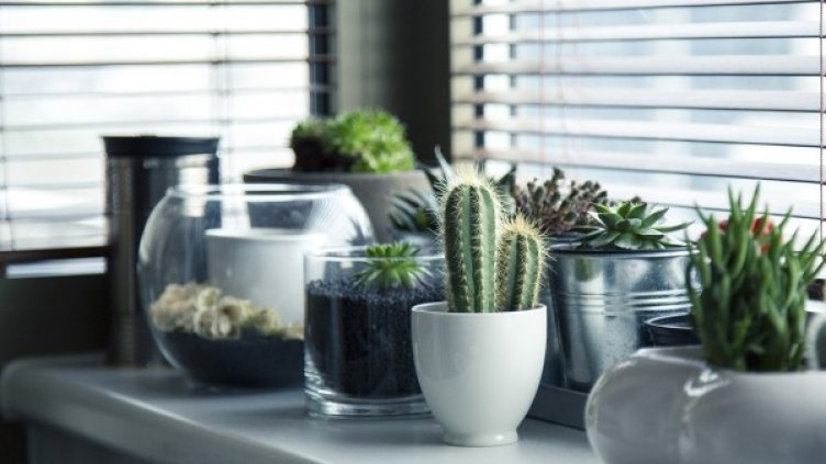 Снимка: pixabay