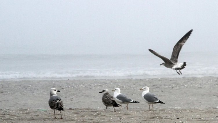 Снимка: архив "Булфото"