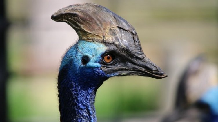 Снимка: Pixabay