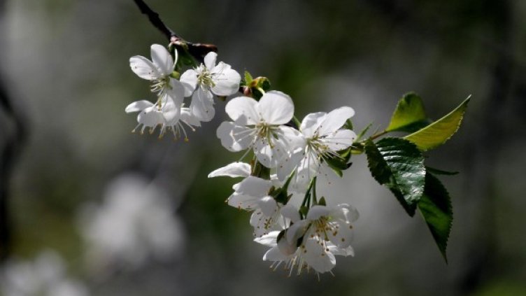 Снимка: Булфото