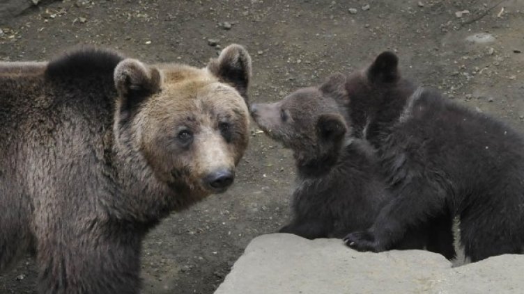 Снимка: Булфото, архив