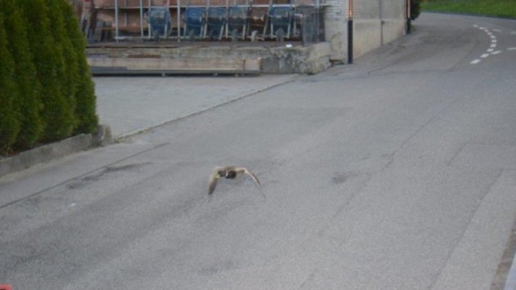 Пернати нарушители: Патки превишили скоростта с 22 км/ч 