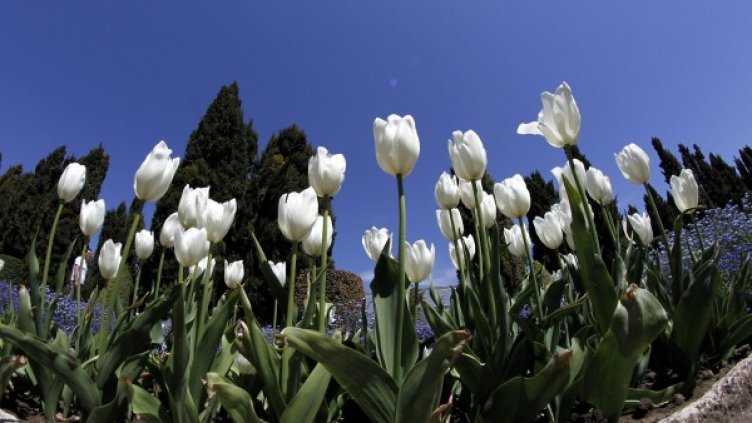 Архив: Булфото