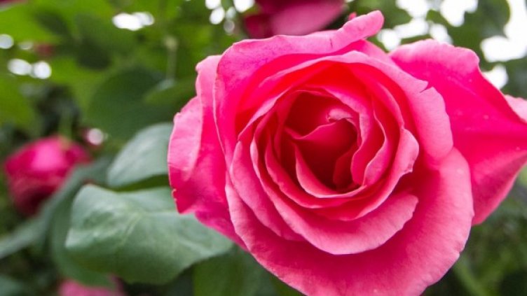 Снимка: flickr