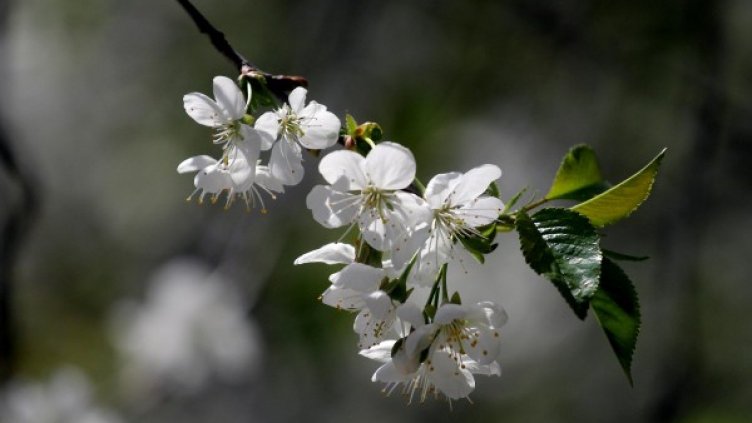 Снимка: архив "Булфото"