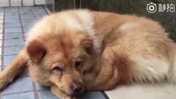 Снимка: Кадър YouTube