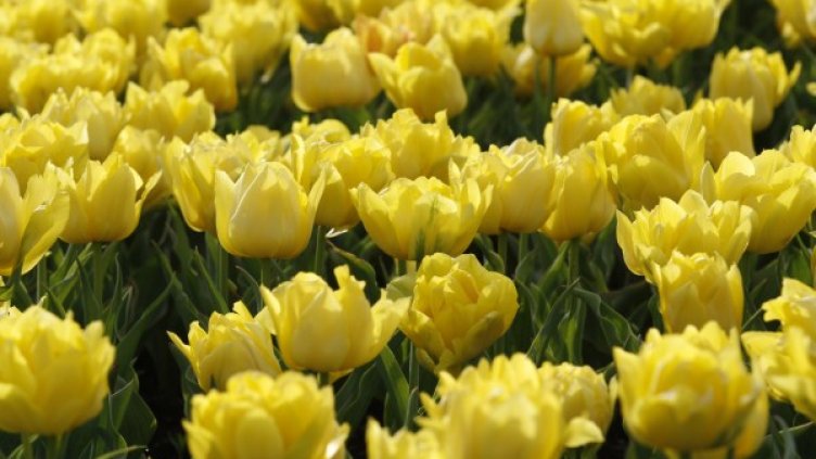 Снимка: Олег Попов, Dnes.bg