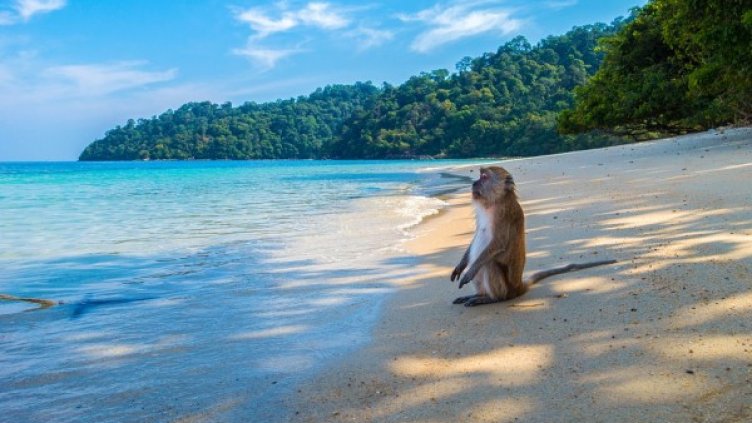 Снимка: Pixabay