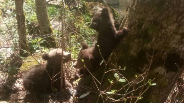 Снимка: РИОСВ - Смолян