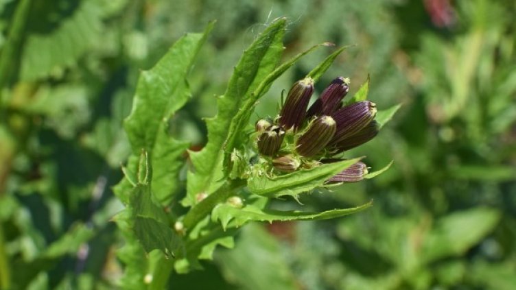 Снимка: pixabay