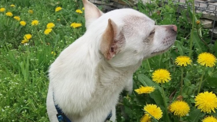 Справедливост за Макс &ndash; прегазен от полицай с мотор на пешеходна пътека