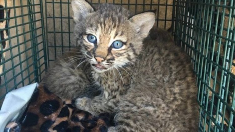 Снимка: Facebook, City of San Antonio Animal Care Services