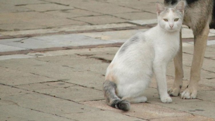 Архив: Булфото