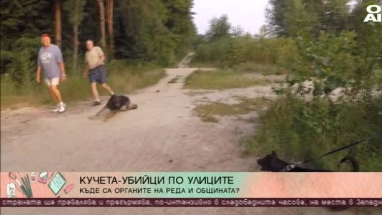 Кучета-убийци по улиците! Кой е отговорен?