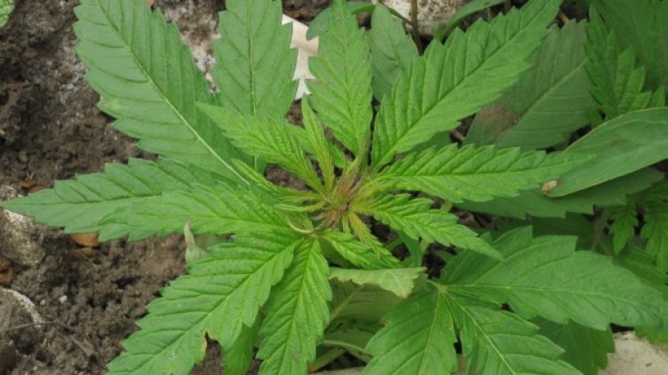 Снимка: архив "Булфото"