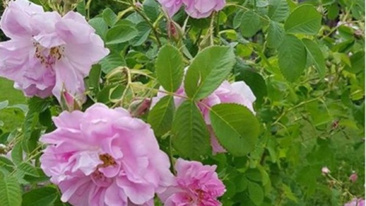 Снимка: Facebook