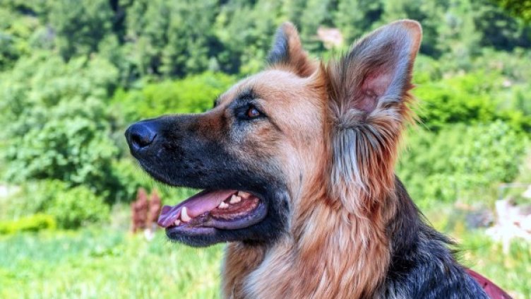 Снимка: Pixabay