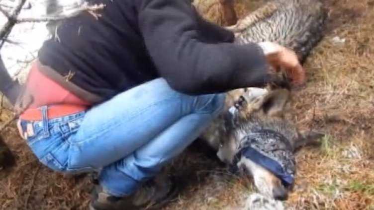 Вълк с чип &ndash; отровен в Рила? Институциите мълчат!