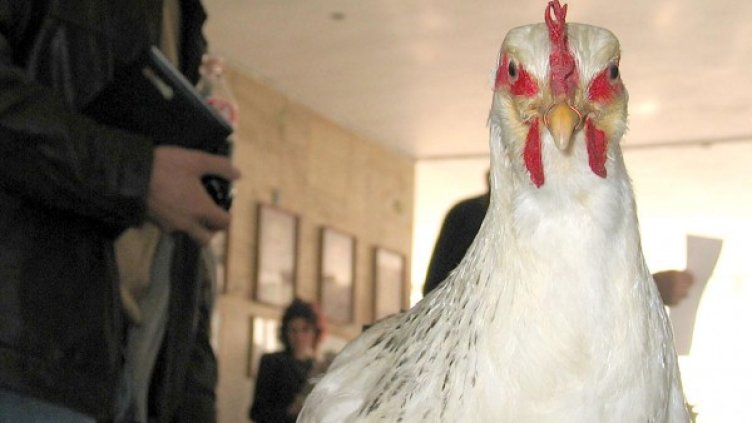 Снимка: архив "Булфото"