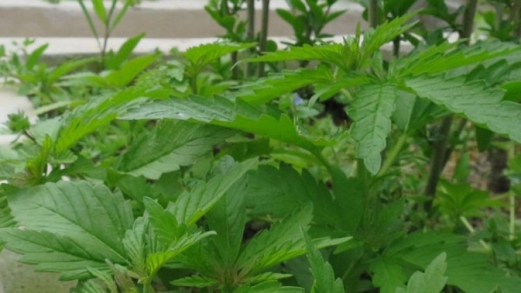 Снимка: Булфото, архив