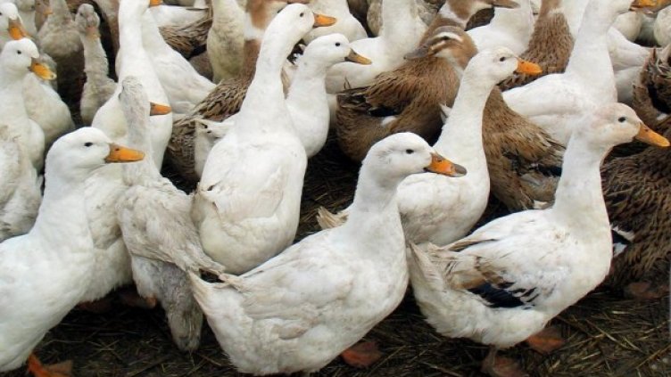 Снимка: Булфото, архив