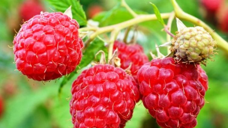 Архив: Булфото