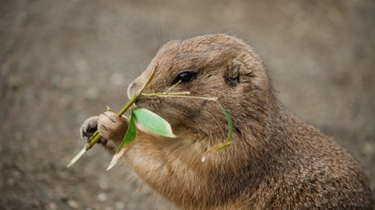 Снимка: pixabay.com