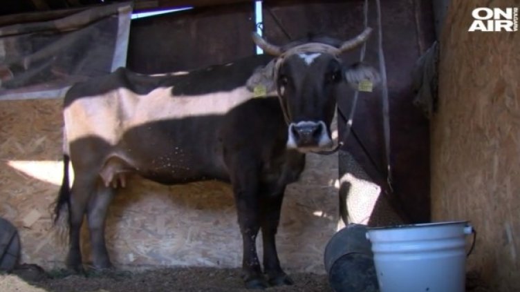 Снимка: Кадър Bulgaria ON AIR