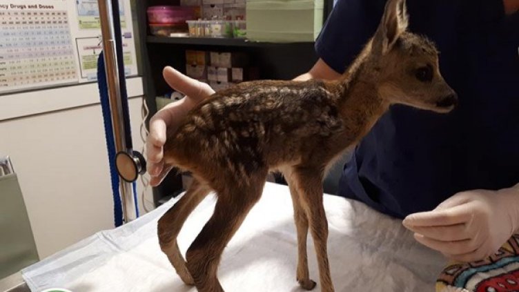 Снимка: "Дивите Животни" / Wild Animals