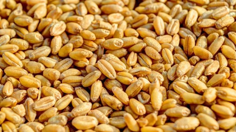 Снимка: Pixabay