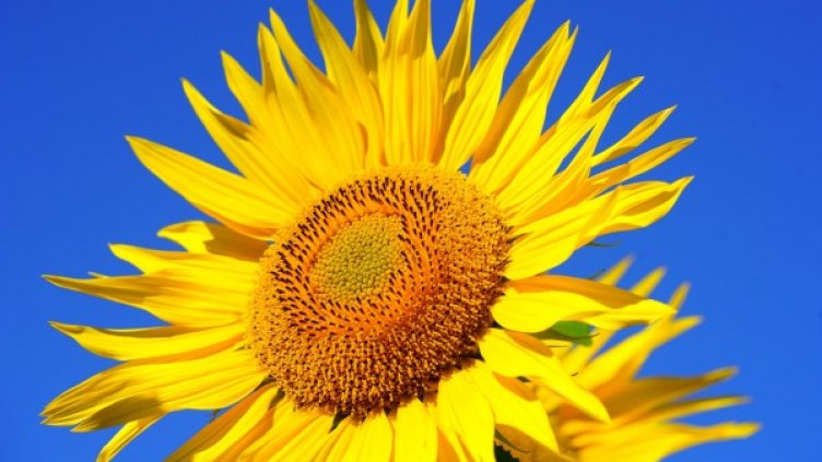 Снимка: pexels.com