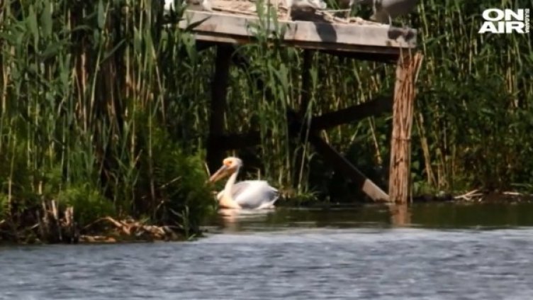 Кадър: Bulgaria ON AIR