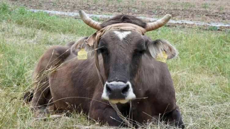 Кравата Пенка. Архив: Булфото