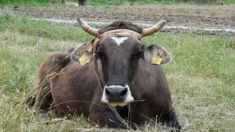 Снимка: Булфото, архив