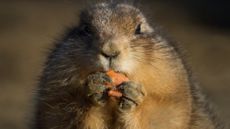 Снимка: pexels.com