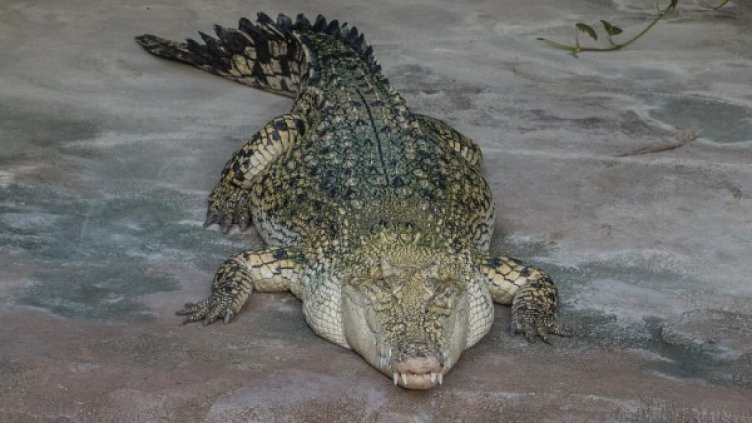 Снимка: Pixabay