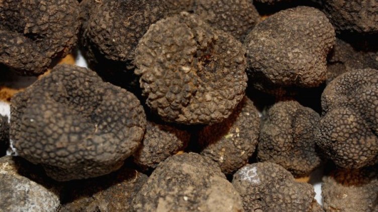 Архив: Булфото