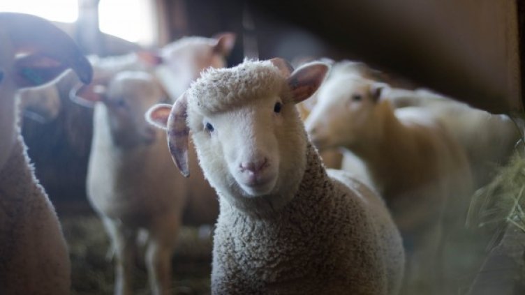 Снимка: pexels.com