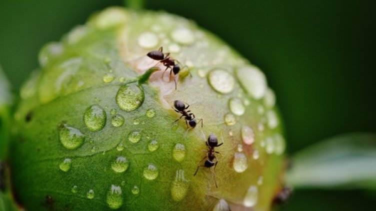 Снимка: pixabay