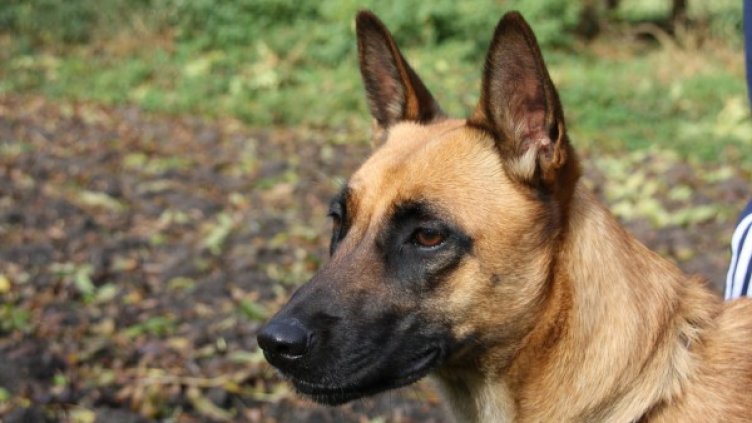 Снимка: Pixabay